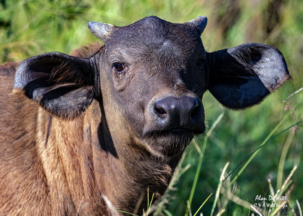 Cape Buffalo Calf