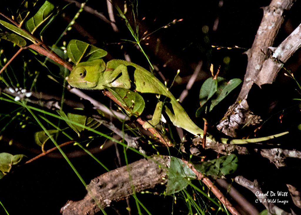 Chameleon