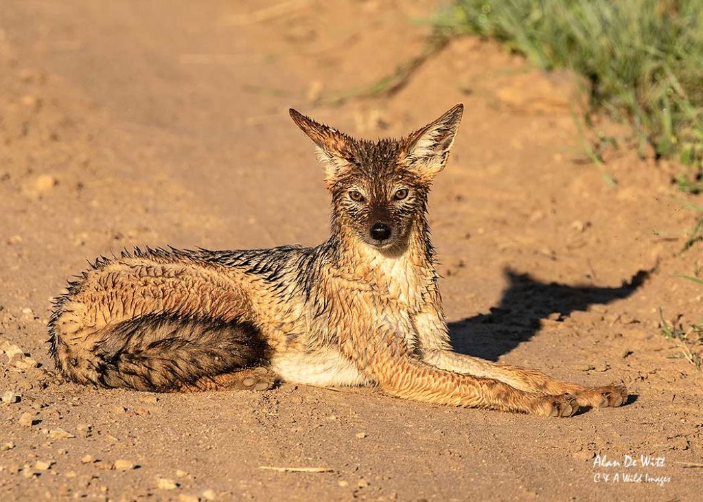 African black-backed jackal covered in morning dew