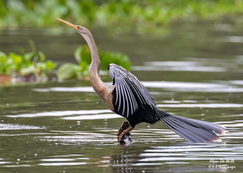 Snakebird