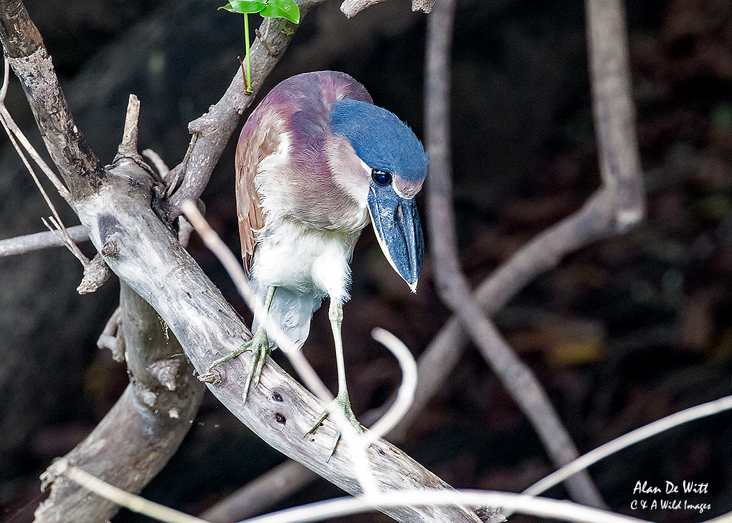Boat billed Heron