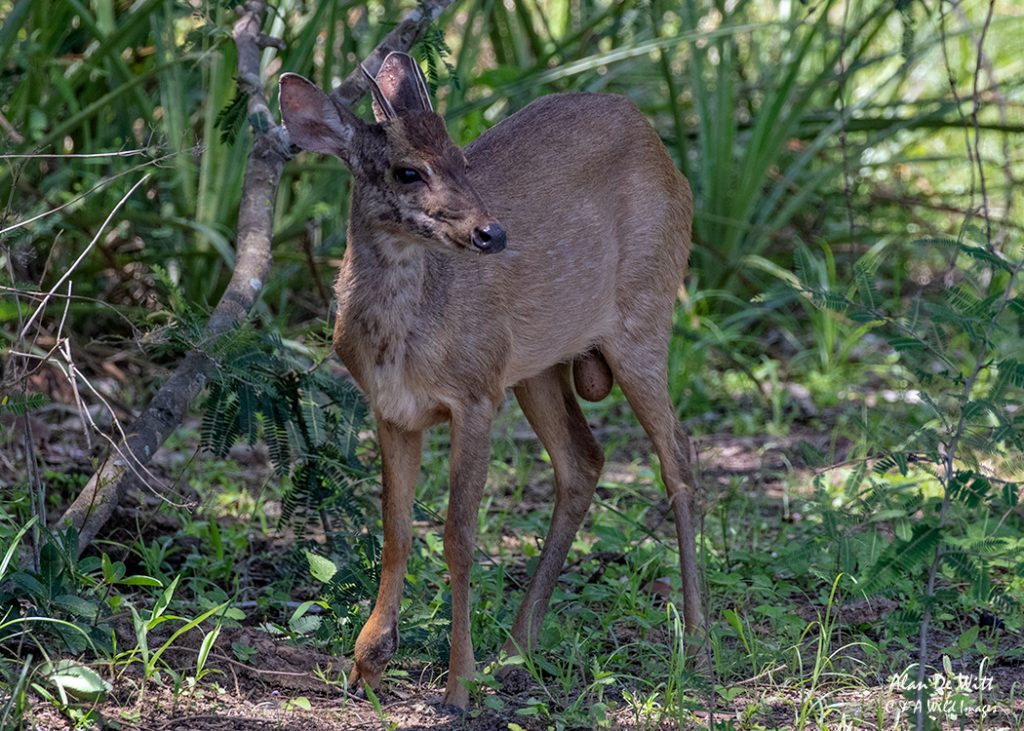 Male Brocket Deer