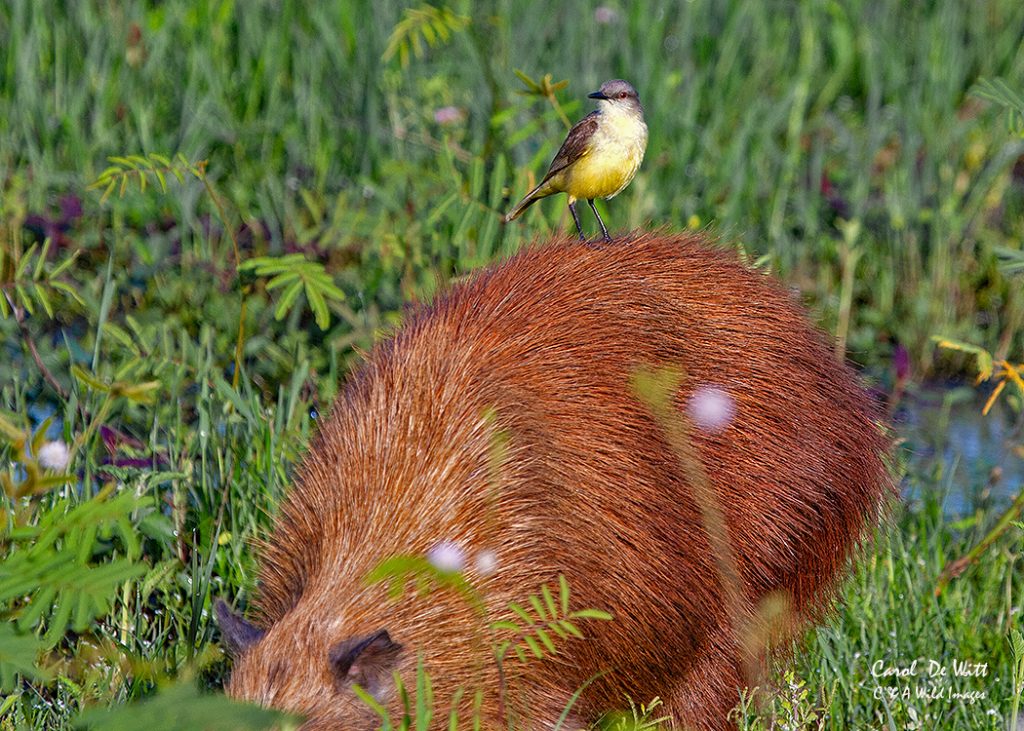 Capybara and Cattle Tyrant
