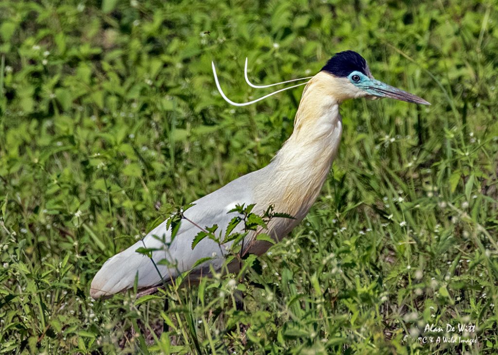 Capped Heron