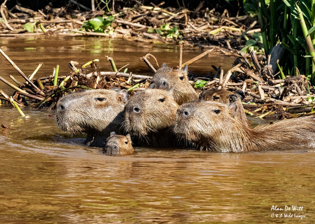 Capybara family