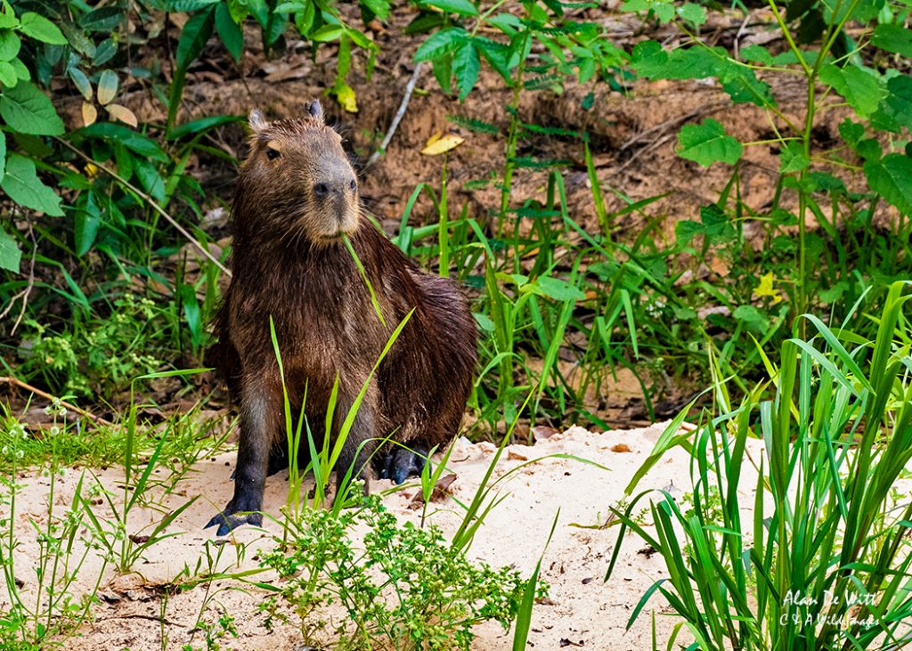 Capybara 