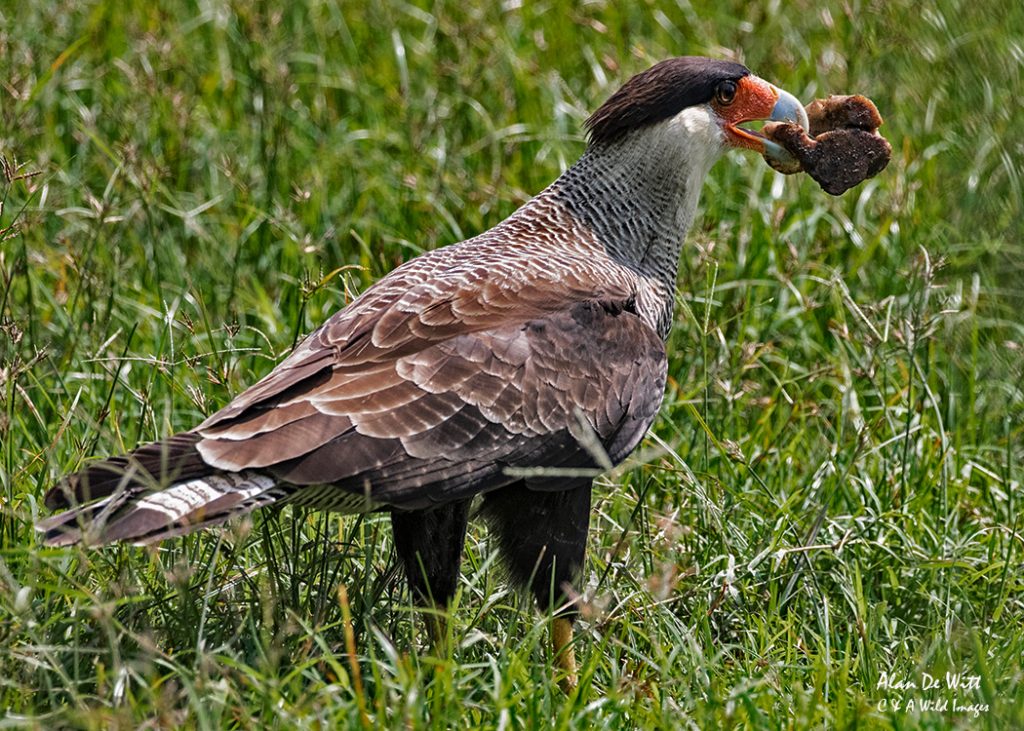 Southern Crested Caracara at Alegre lodge
