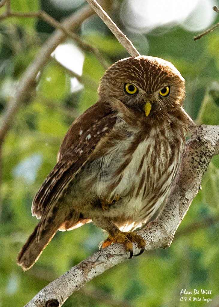 Ferruginous Pygmy Owl