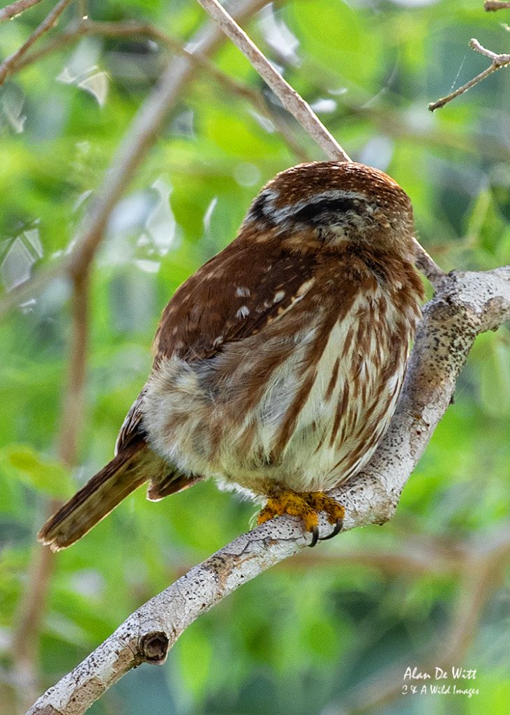 Ferruginous Pygmy-Owl showing its false eyes