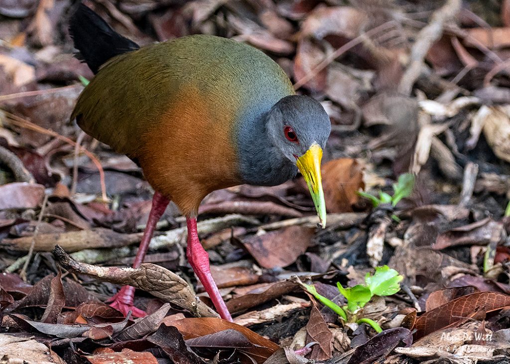 Gray-cowled Wood-Rail