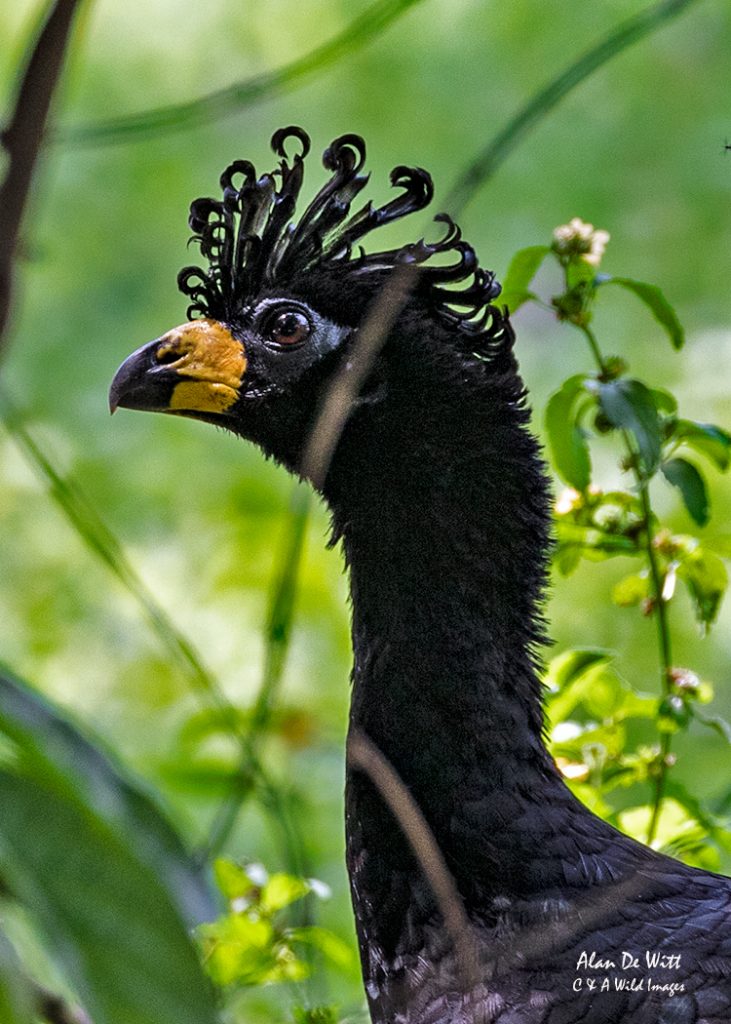 Male Showing its amazing curled head feathers
