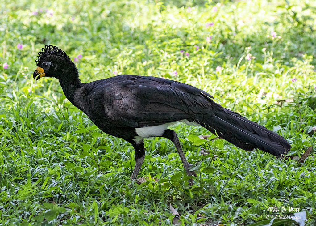 Male Bare-faced Curassows at Alegre lodge