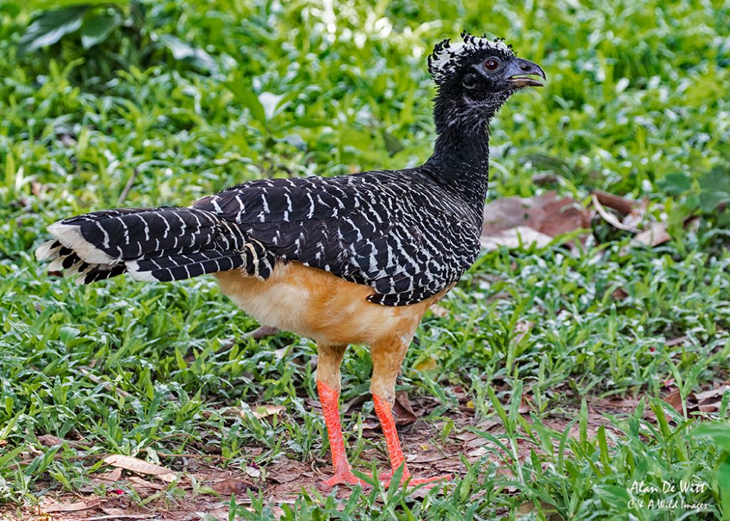 Female Bare-faced Curassows