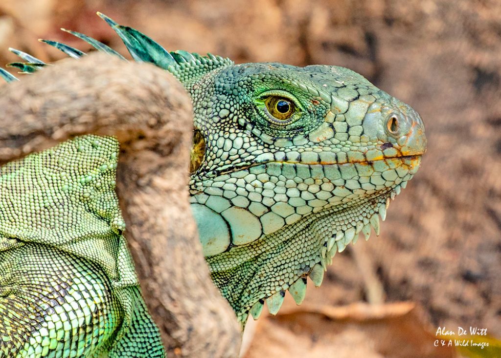 Green Iguana head