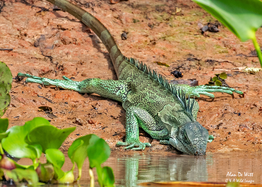 Common (Green) Iguana