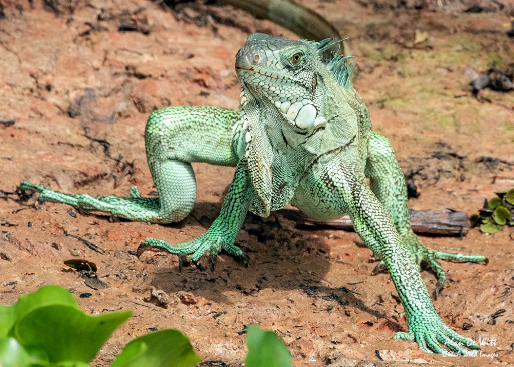 Green Iguana