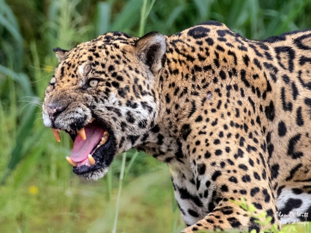 Jaguar, ( Geoff ) on the banks of the Cuiaba River