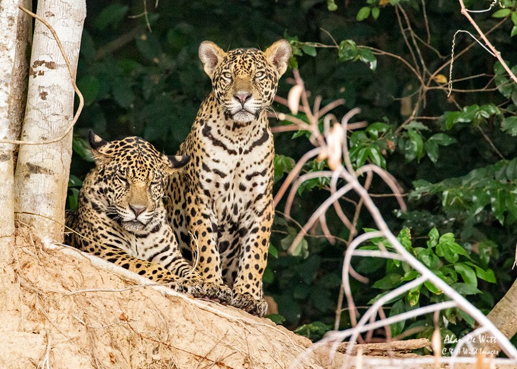 Jaguars Tore asleep and Kim the more timid of the two