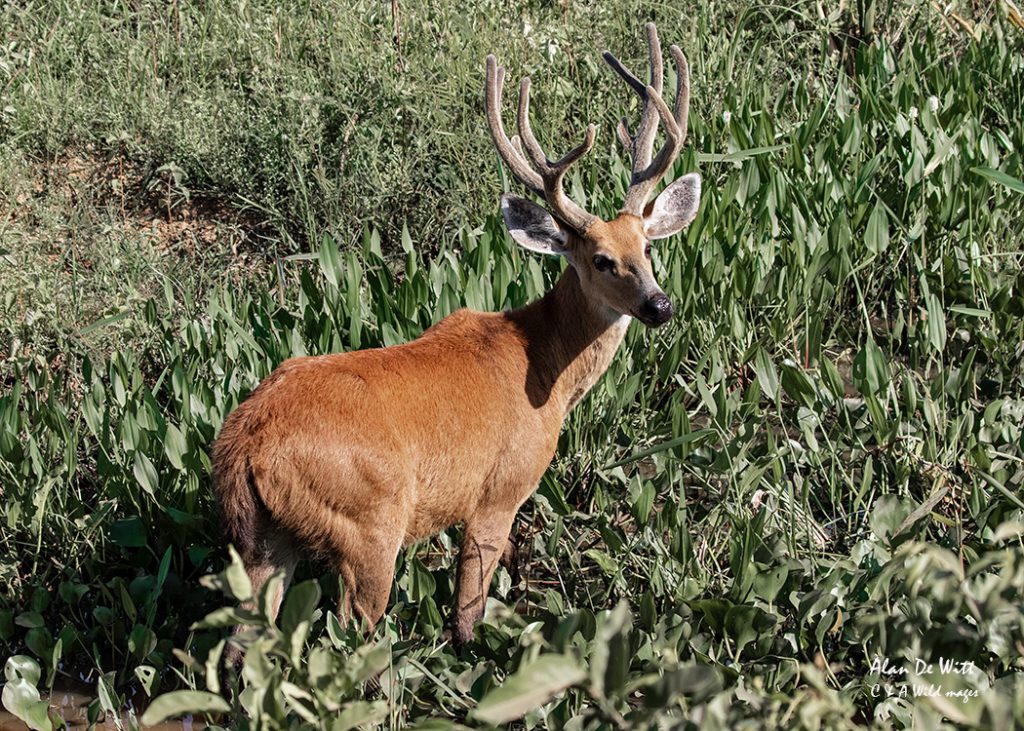 Marsh Deer along the Transpantaneira Highway 
