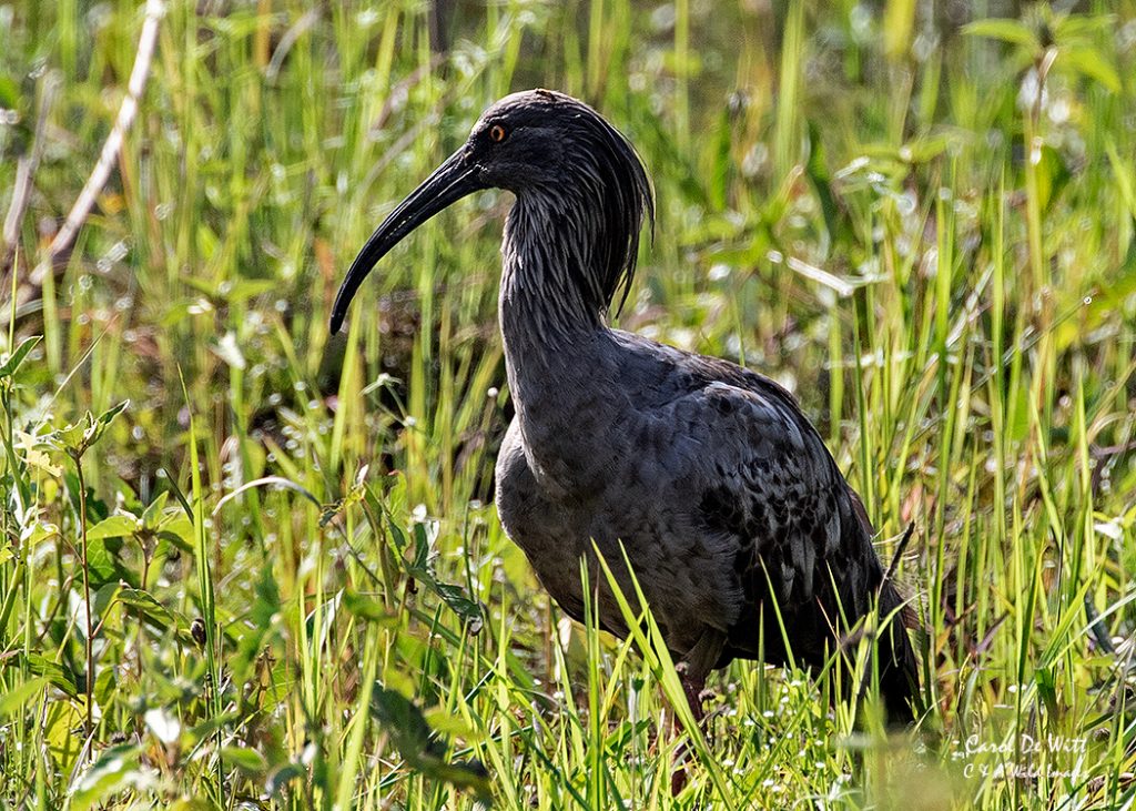 Plumbeous Ibises at Pouso Alegre