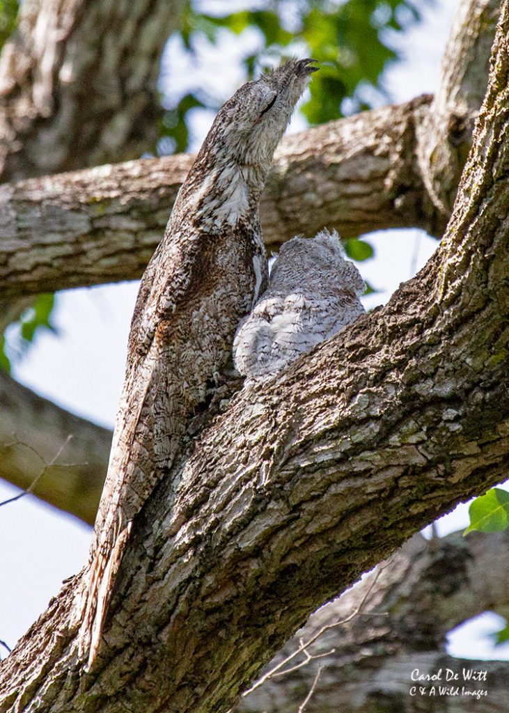 Potoo and chick