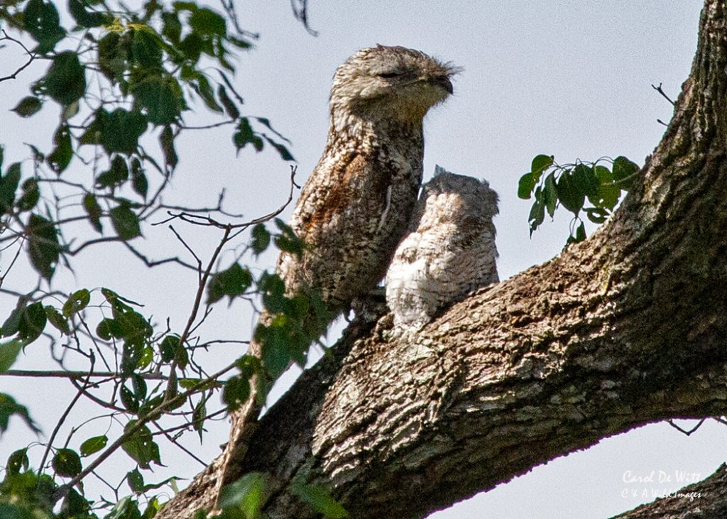 Potoo