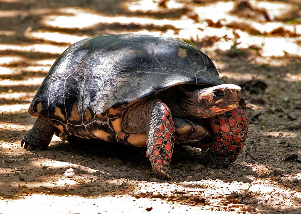 Red-Footed Land Tortoise