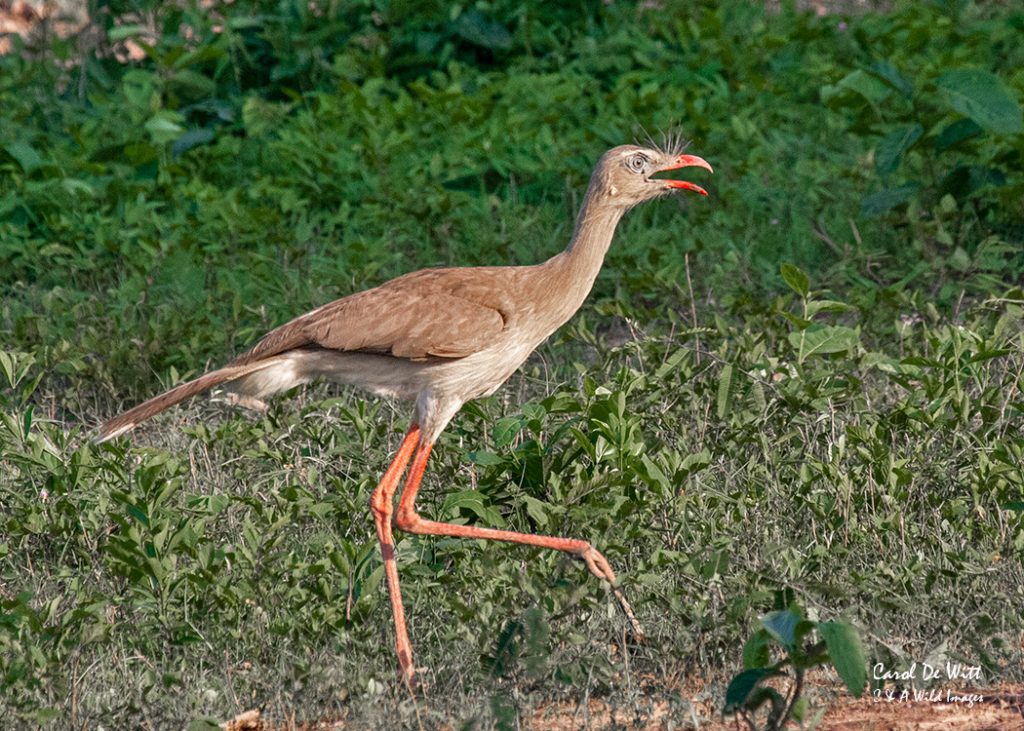 Red-legged Seriema at Alegre lodge 