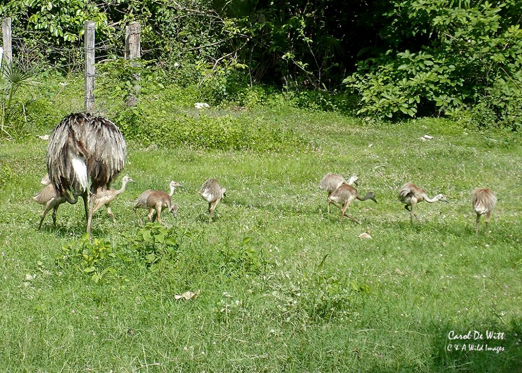 Male Rhea and his 10 offspring