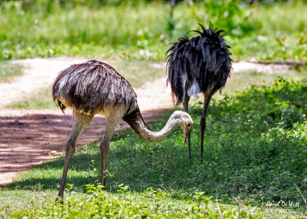 Rhea grazing by the track