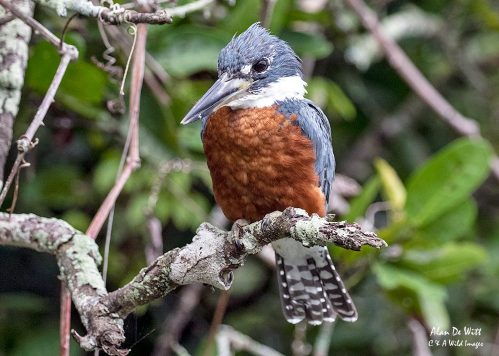 Ringed Kingfisher