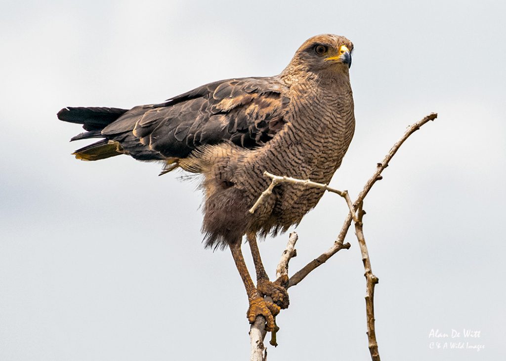 Roadside Hawk