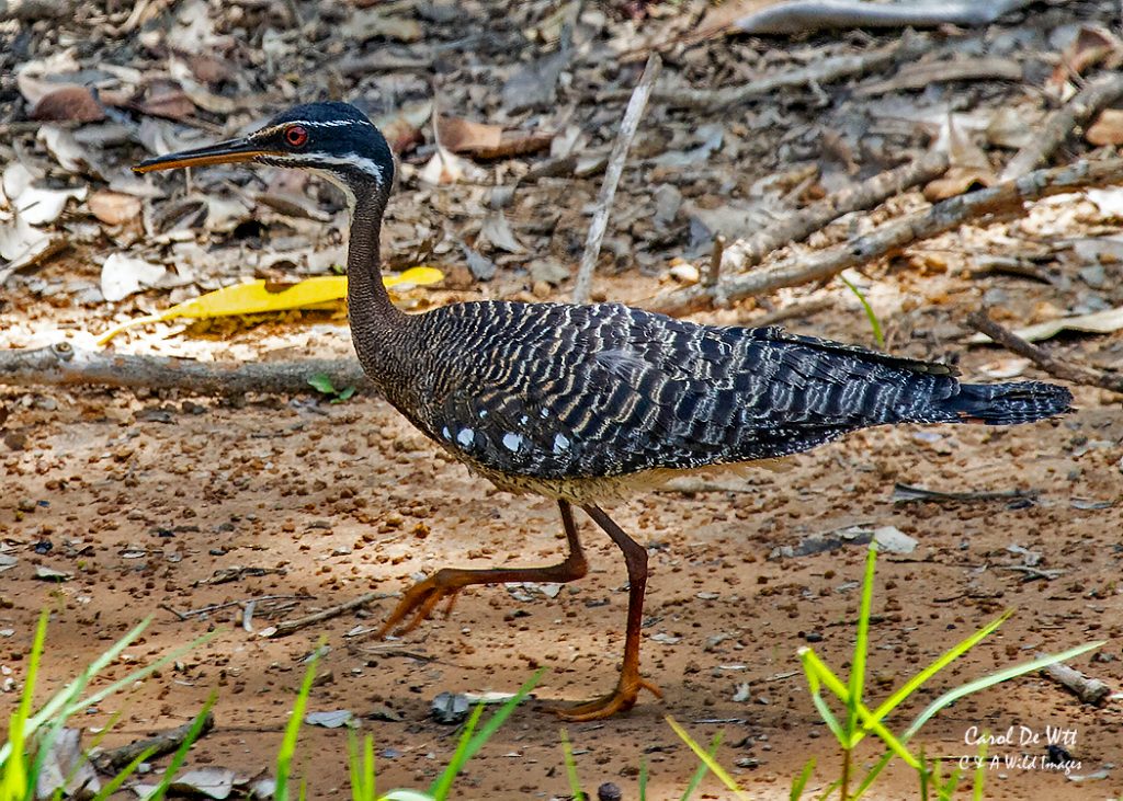 Sunbittern at Alegre lodge
