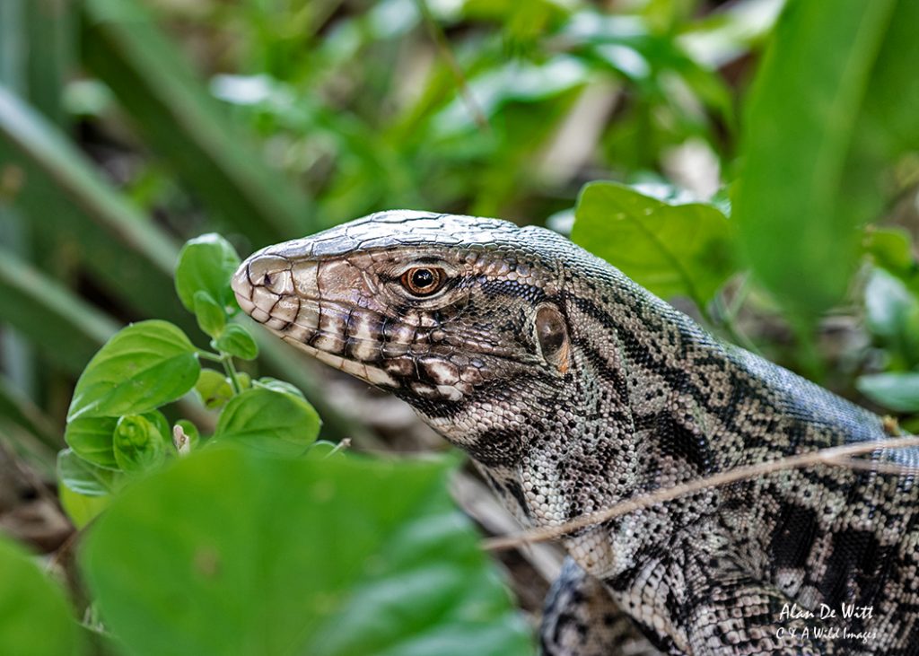 Black-and-white Tegu Lizard