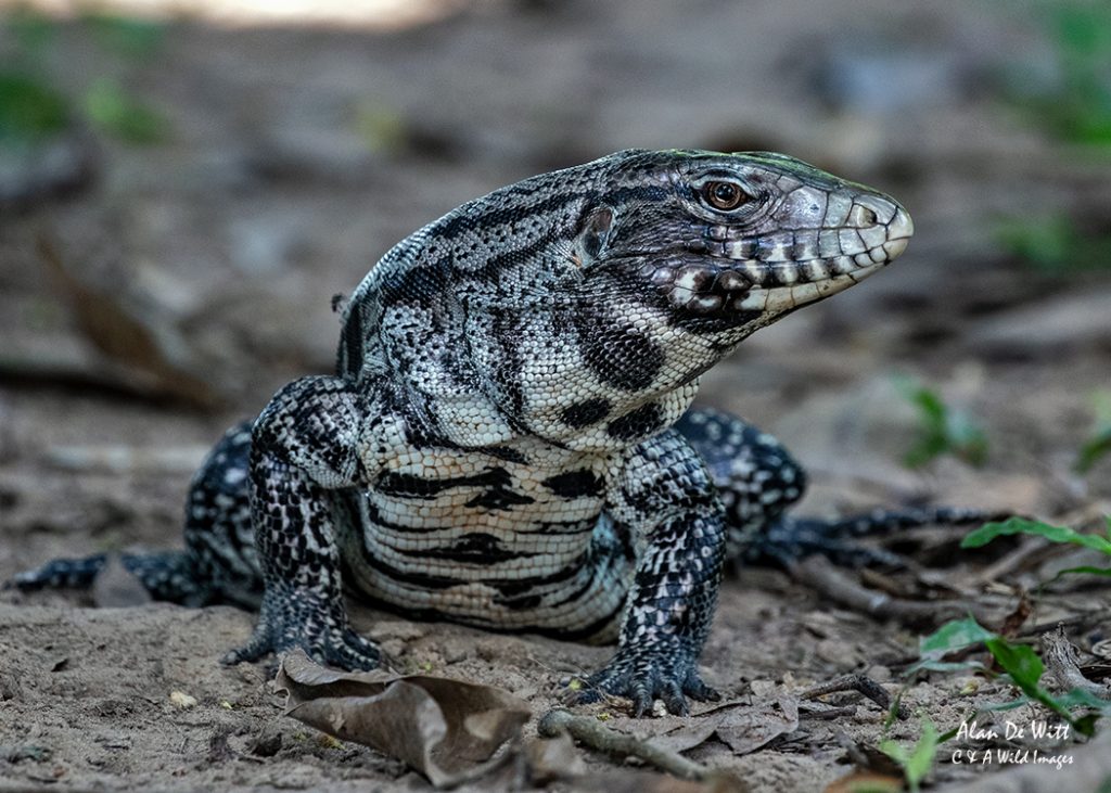 Tegu lizard at Alegre lodge