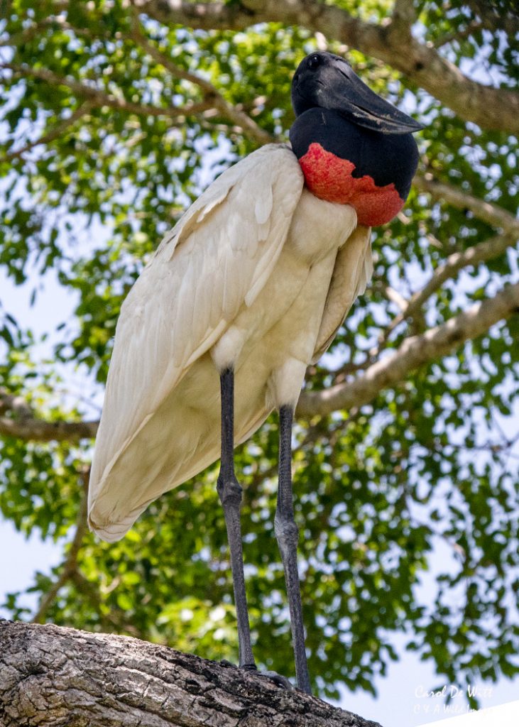 Jabiru Stork on its Nest
