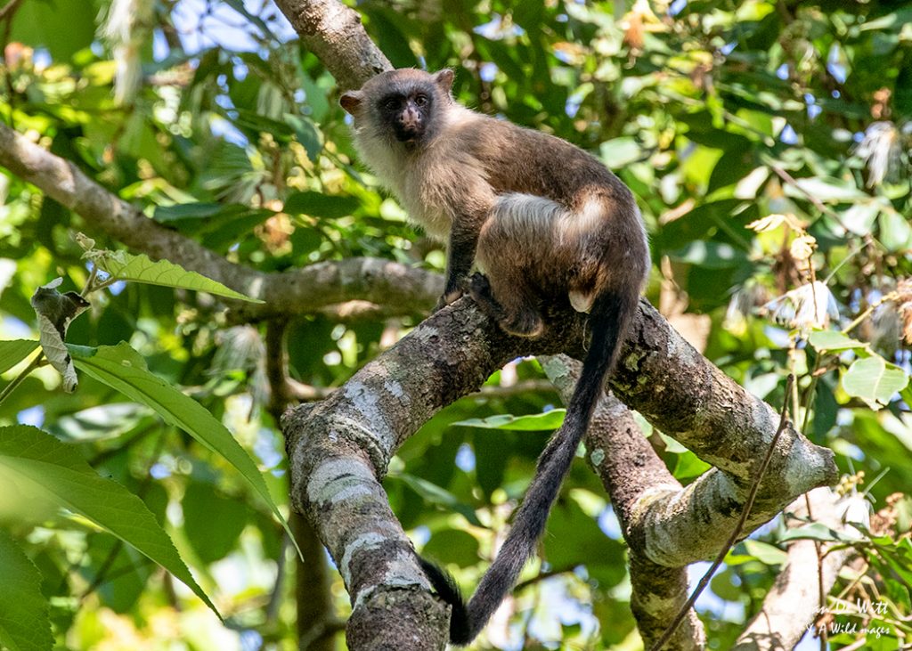 Silvery Pantanal Marmoset