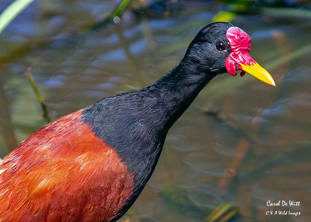 Wattled Jacana