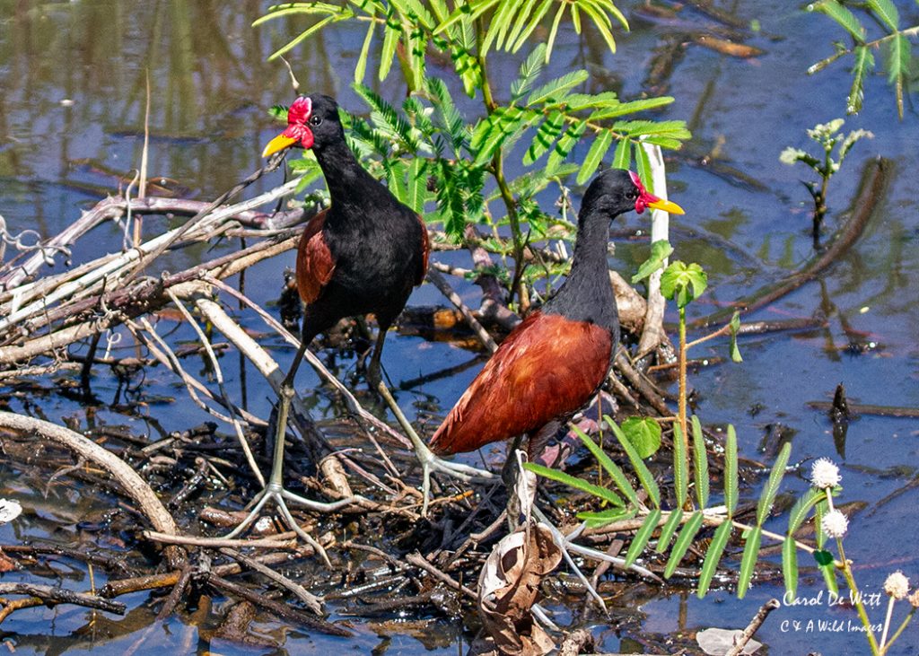 Wattled Jacana