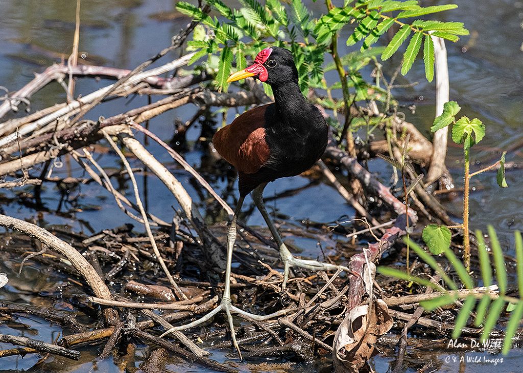 Wattled Jacana