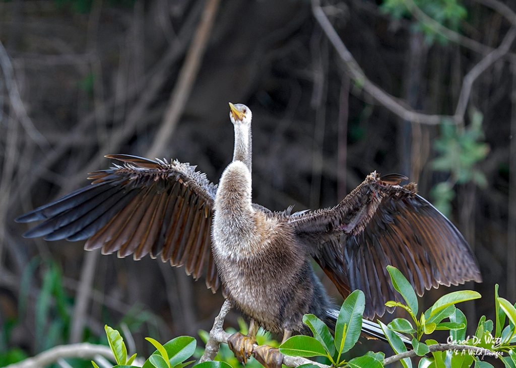 Anhinga