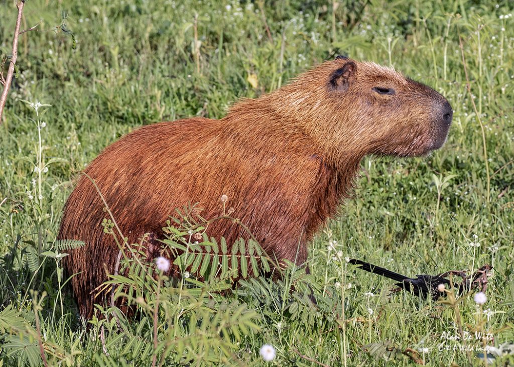 Capybara