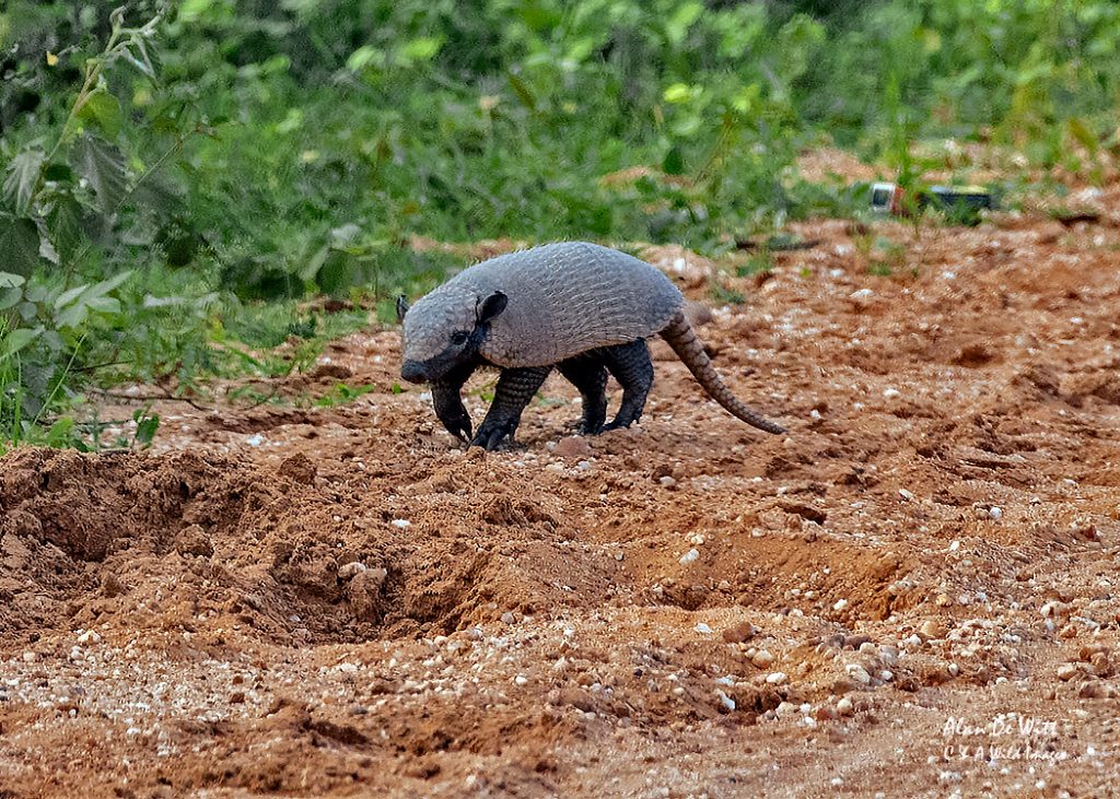 Nine-Banded-Armadillo