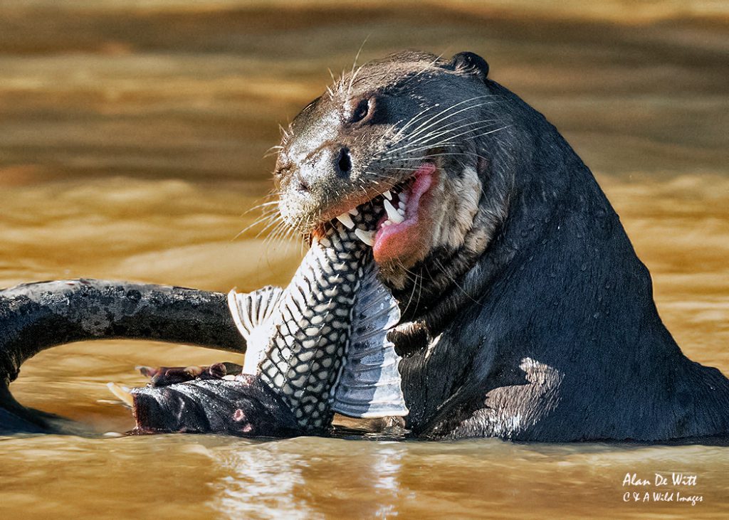 Giant River Otter