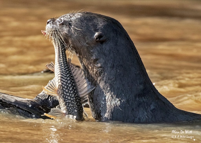 Giant River Otter