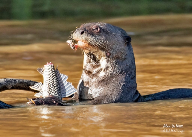 Giant River Otter