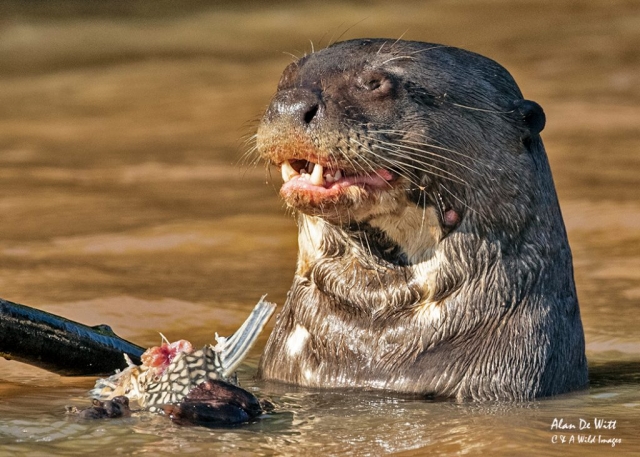 Giant River Otter
