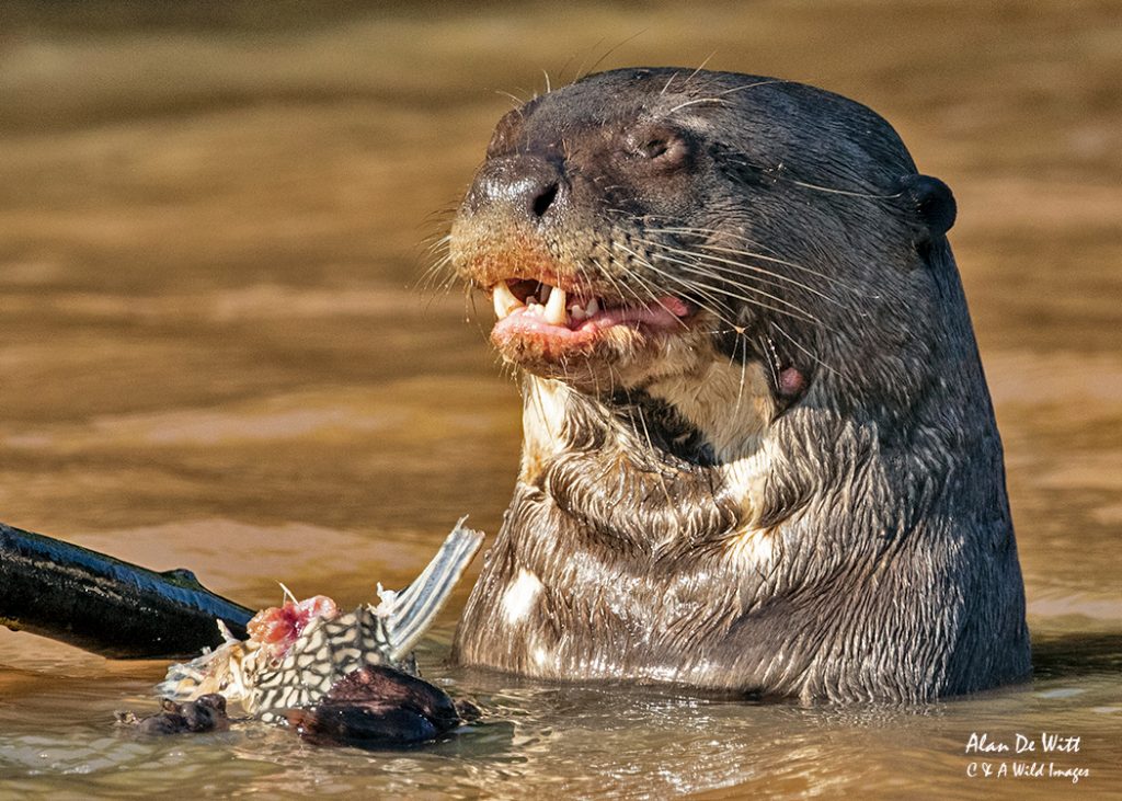 Giant River Otter