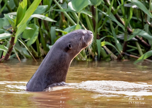 Giant River Otter