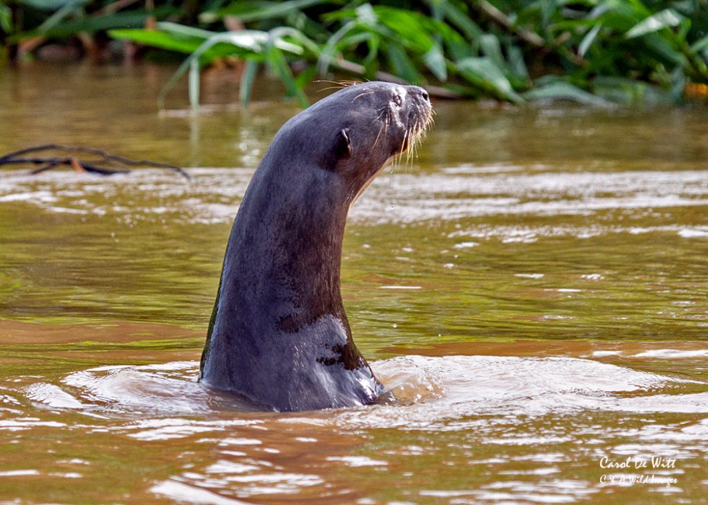 Otters periscoping